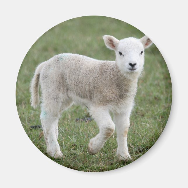LAMB MAGNET (Front)