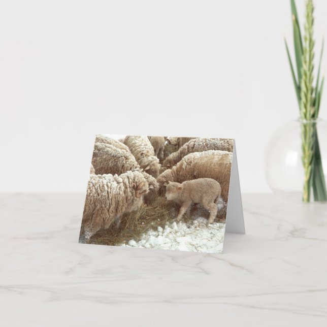 Lamb Note Card (Front)