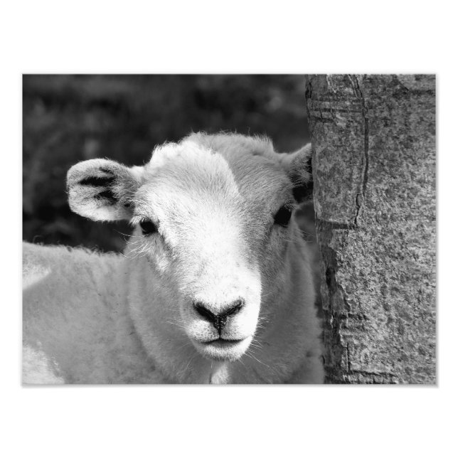 LAMB PHOTO PRINT (Front)