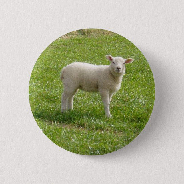 Lamb Pinback Button (Front)