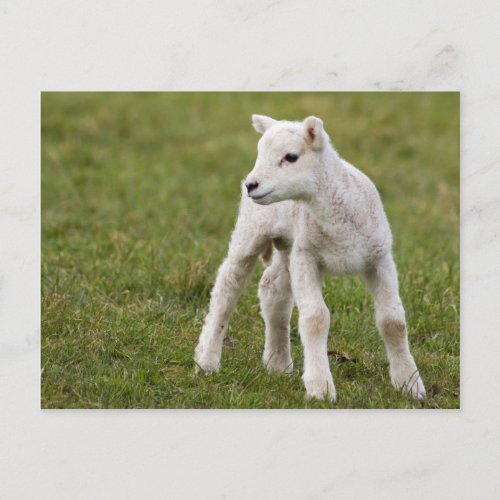 Lamb Postcard