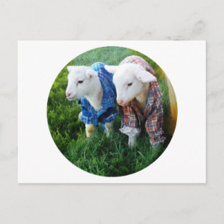 Lamb Postcard