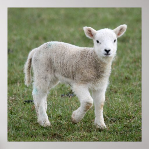 Lamb Poster | Zazzle