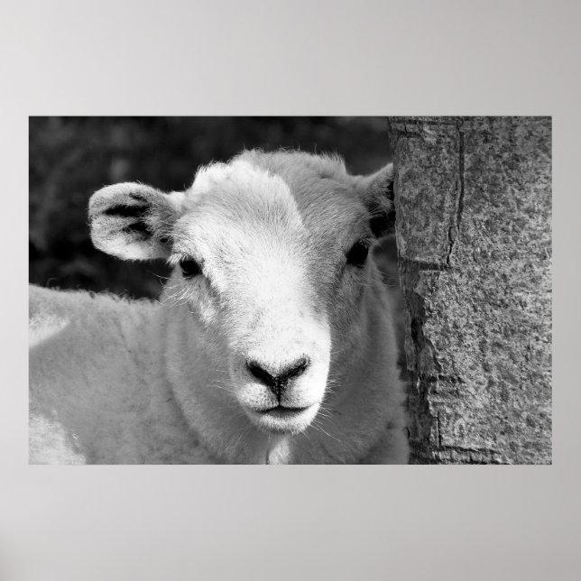 LAMB POSTER (Front)