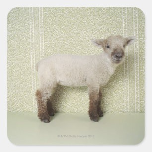 Lamb Standing Indoors, and Floral Wallpaper Square Sticker