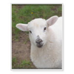 Lamb Temporary Tattoos