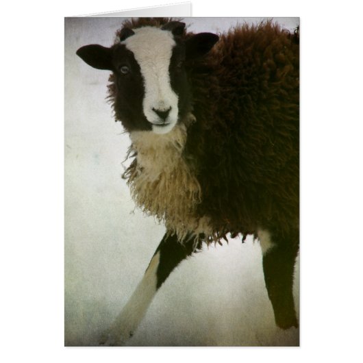 Lambchops Christmas (Front)