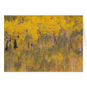 Lambert Hollow, aspen trees (Front Horizontal)