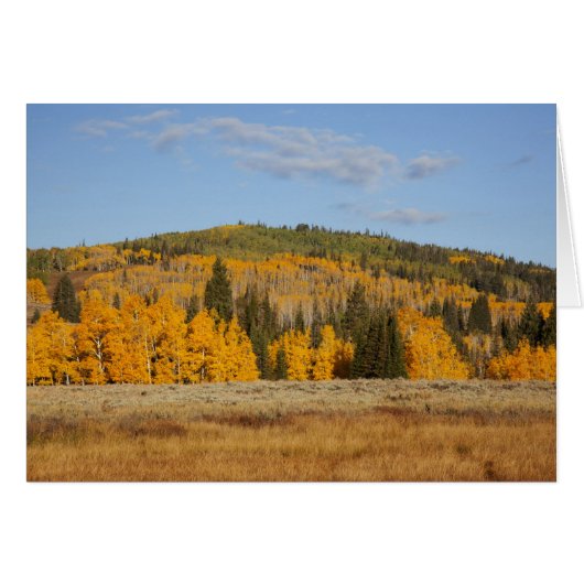 Lambert Hollow, aspen trees Cards (Front Horizontal)