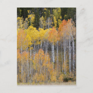 Lambert Hollow, aspen trees Postcard