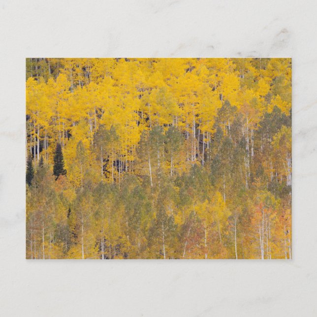 Lambert Hollow, aspen trees Postcard (Front)