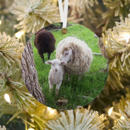 Lambs and Ewes Cuteness Defined Metal Ornament