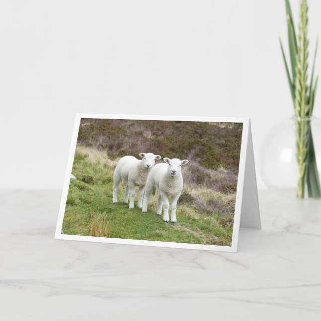 Lambs Birthday card (Front)