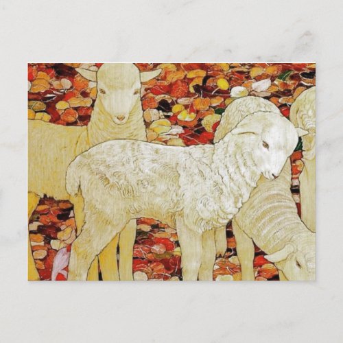 Lambs Postcard