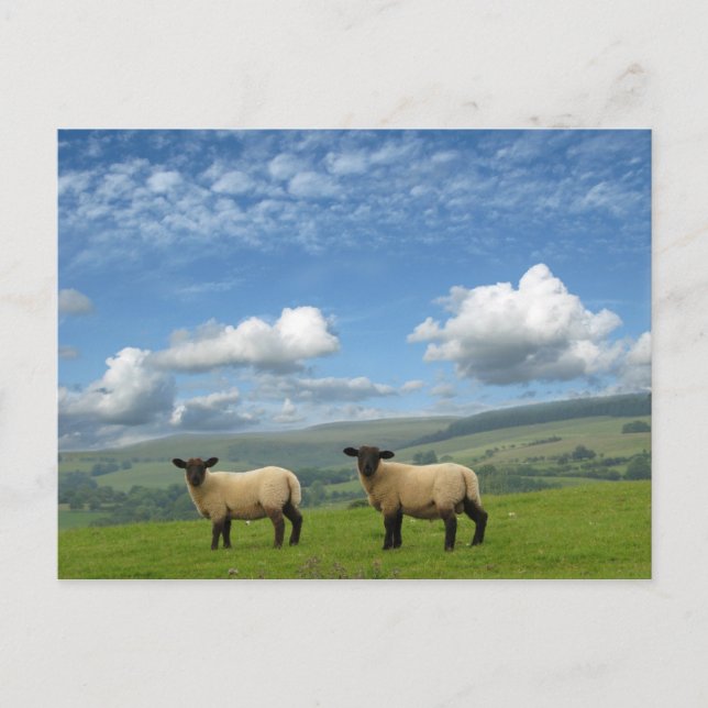 Lambs Postcard (Front)