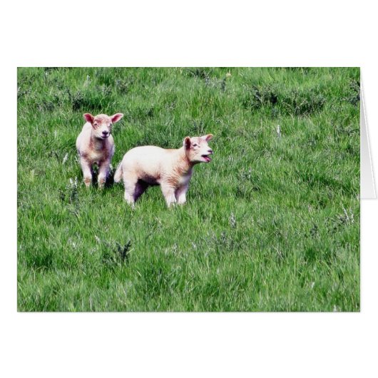 Lambs Sheep Cards (Front Horizontal)