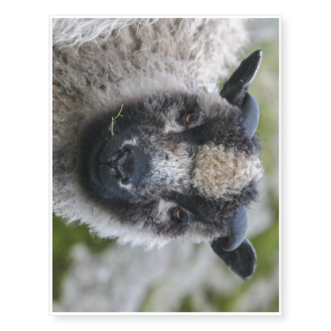 Lambster Temporary Tattoo (Front)