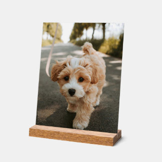 Lamina con foto de perro bonito tierno acrylic sign