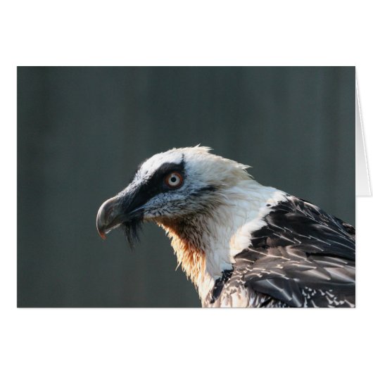 Lammergeier (Front Horizontal)