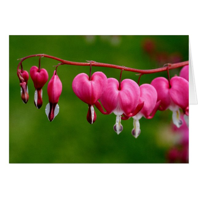 Lamprocapnos spectabilis cards (Front Horizontal)