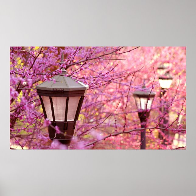 Lamps of UVA Poster (Front)