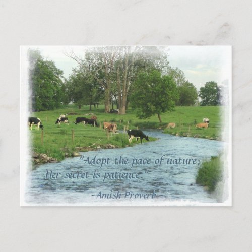 Lancaster Amish Postcard Amish Proverb COWS Postcard