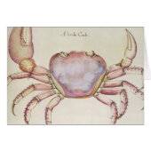 Land Crab (Front Horizontal)