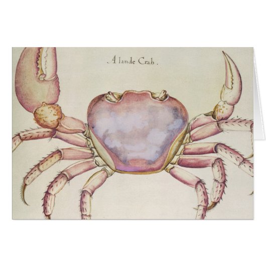 Land Crab Cards (Front Horizontal)