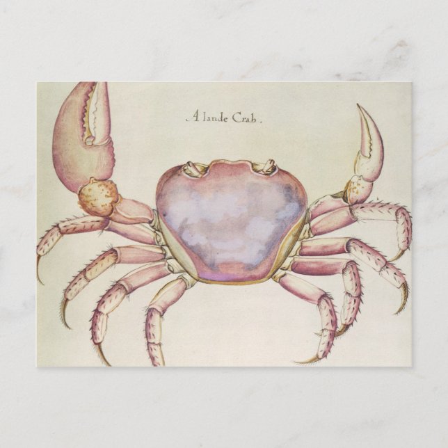Land Crab Postcard (Front)