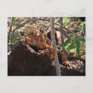 Land Iguana, North Seymour Island, Galapagos Postcard