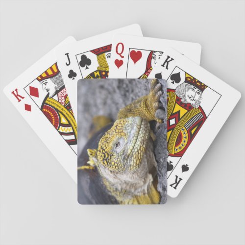 Land Iguana Poker Cards