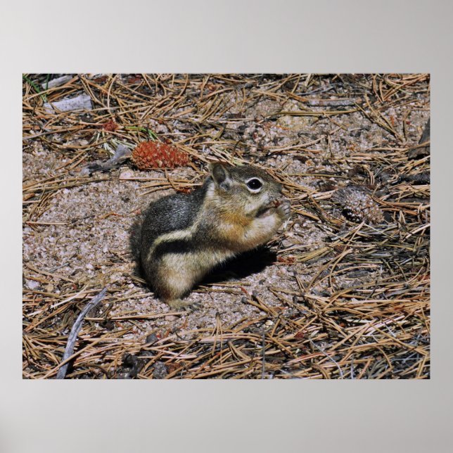 Land Squirrel Poster (Front)