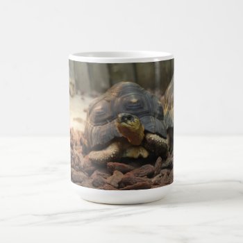 Land Turtle Coffee Mug by fotoplus at Zazzle