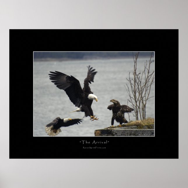 LANDING BALD EAGLE Photo Poster (Front)