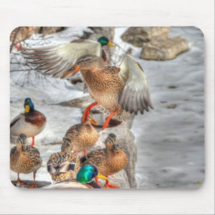 Landing Female Mallard Duck Birdlover Wildlife Mouse Pad