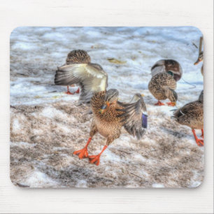 Landing Female Mallard Duck Birdlover Wildlife Mouse Pad