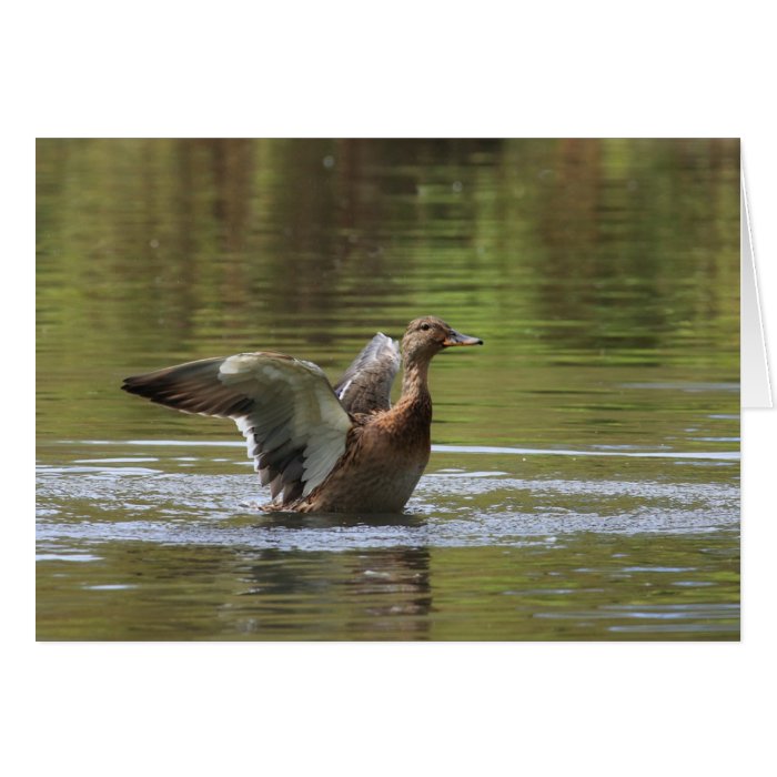 Landing Mallard Card