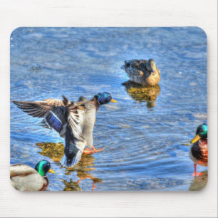 Landing Mallard Drake Birdlover Wildlife Photo Mouse Pad