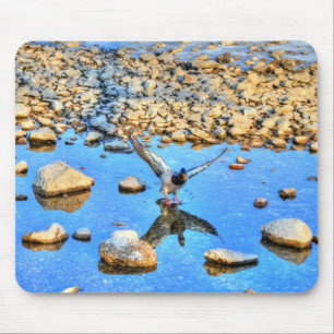 Landing Mallard Drake Birdlover Wildlife Photo Mouse Pad