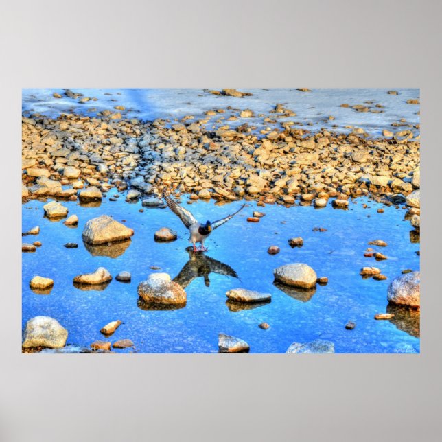 Landing Mallard Drake & Water Reflection Photo Poster (Front)
