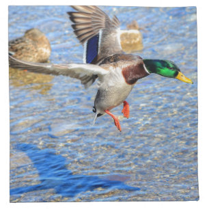 Landing Mallard Drake Wildlife Gift 3 Napkin