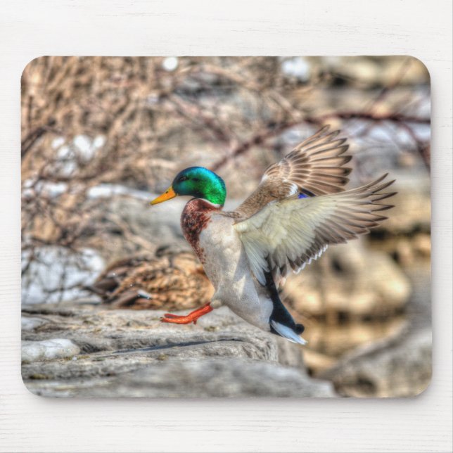 Landing Mallard Drake Wildlife Gift Mouse Pad (Front)