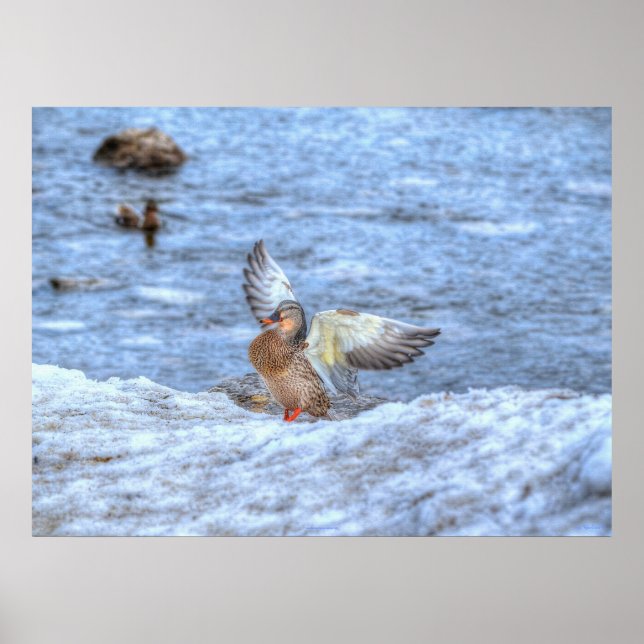 Landing Mallard Duck 3 Wildlife Photo Print (Front)
