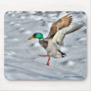 Landing Mallard Duck Drake Wildlife Photo Mouse Pad