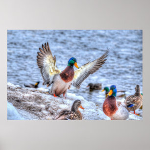 Landing Mallard Duck Drake Wildlife Photo Print