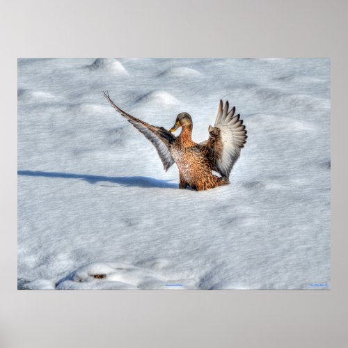Landing Mallard Duck Wildlife Photo Print