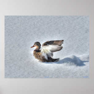 Landing Mallard Duck Wildlife Photo Print