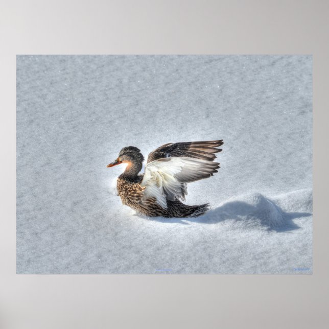 Landing Mallard Duck Wildlife Photo Print (Front)