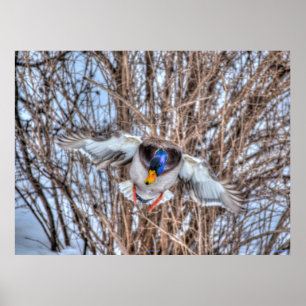 Landing Mallard Duck Wildlife Photo Print