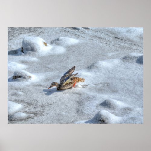 Landing Mallard Duck Wildlife Photo Print